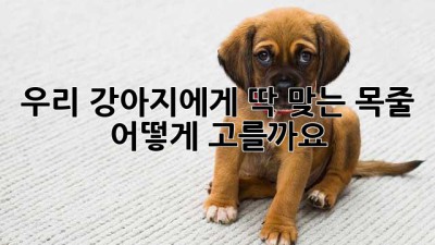 우리 강아지에게 딱 맞는 목줄, 어떻게 고를까요?